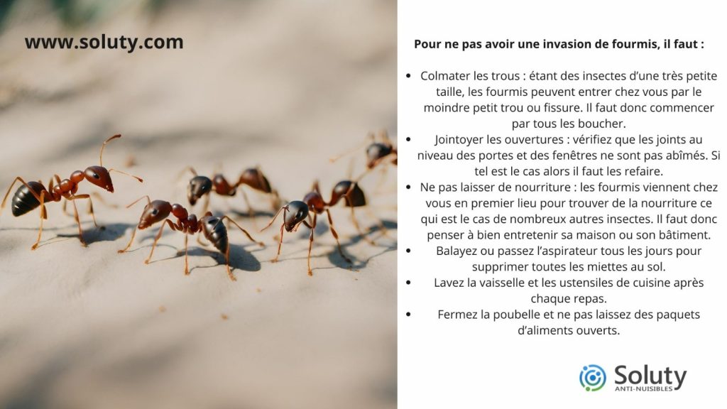 quoi faire pour éviter une invasion de fourmis