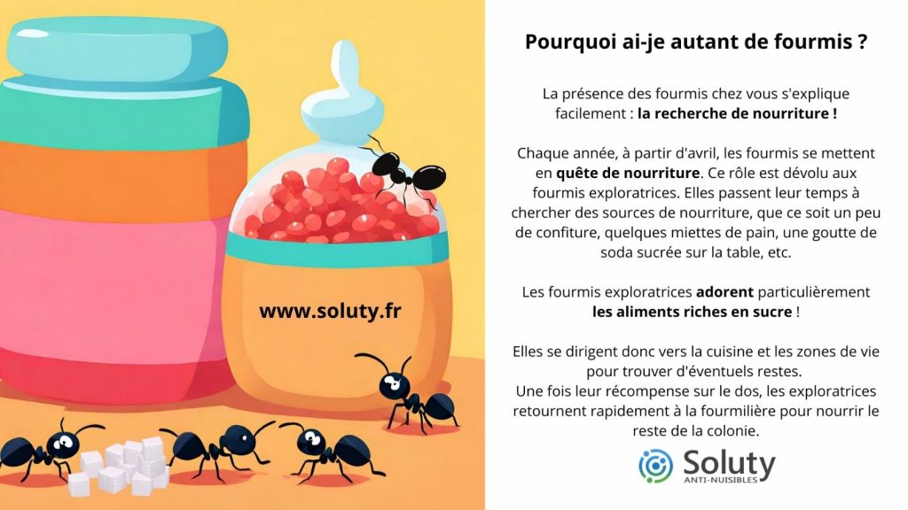 pourquoi j'ai des fourmis chez moi
