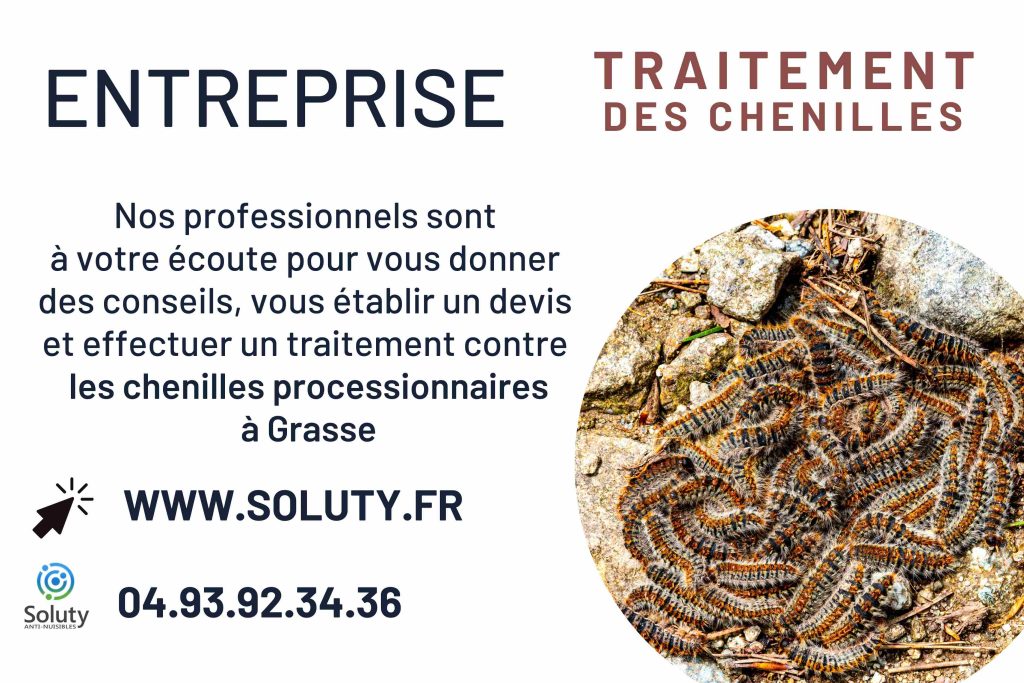 Traitement et destruction des nids de chenilles processionnaires à Grasse